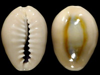 Variation420874