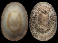 Scutellastra argenvillei