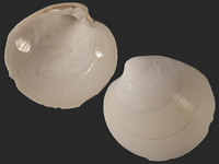 Dosinia orbignyi