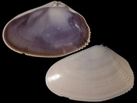 Variation421006