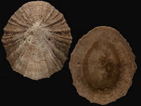 Variation121036