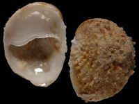 Variation121044