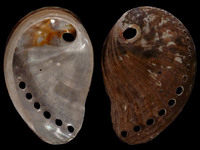 Haliotis spadicea