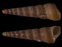 Variation121056
