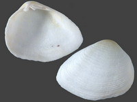 Variation221077