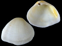 Variation121078