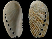 Variation121084