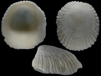 Variation321096