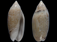 Oliva australis