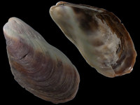 Modiolus areolatus
