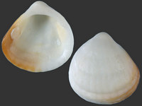 Tucetona sordida