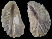 Variation321204