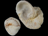 Chama pulchella