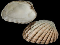Megacardita turgida