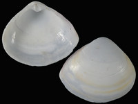 Variation421227