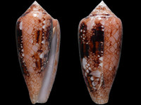 Conus legatus