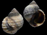 Echinolittorina radiata