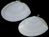 Macoma incongrua