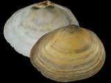 Variation22570