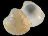Variation22620