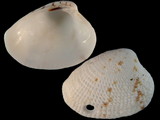 Chioneryx pygmaea