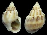 Nassarius coronatus