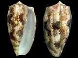 Variation23163