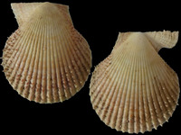 Variation3361