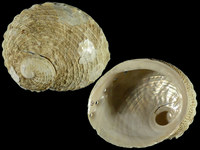 Variation3377