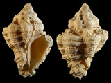Variation23834