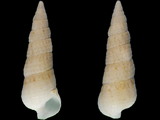 Argyropeza divina
