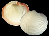 Variation23934