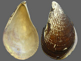 Variation34018