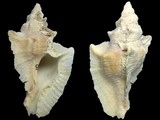 Pterynotus triformis