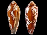 Variation34449