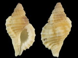 Variation34879