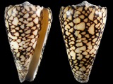 Conus bandanus