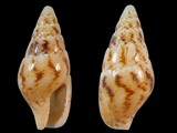 Mitrella tenuis