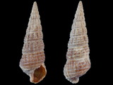Zeacumantus diemenensis