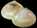 5215