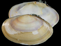 Variation25296