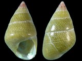 Phasianotrochus irisodontes