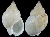 Variation25327
