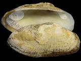 Variation25492