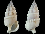 Variation25850