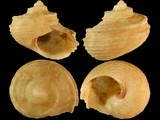 Pseudostomatella articulata