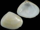 Variation26056