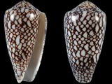 Conus rubiginosus