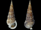 Rhinoclavis articulata