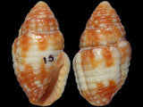 Mitra rubritincta